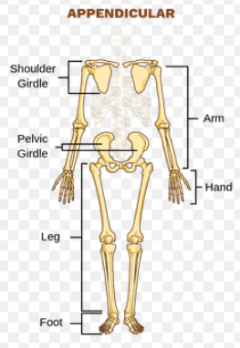 <p>shoulder girdle, arms, hands, pelvic girdle, legs, and feet</p>