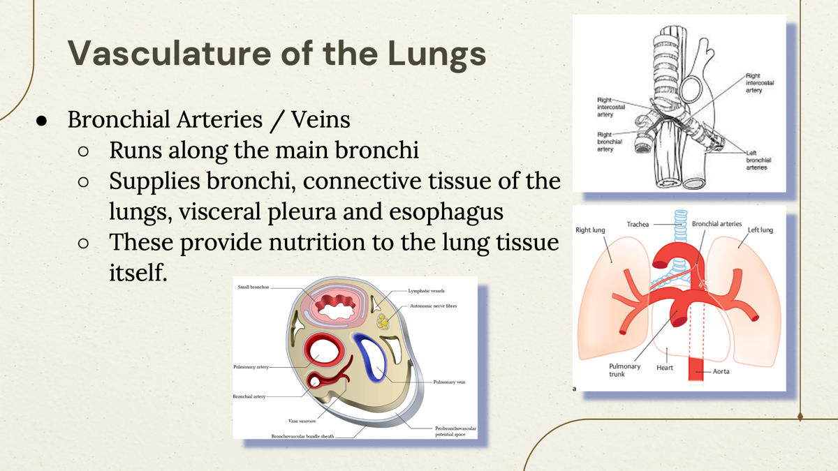 <p>Bronchial circulation system. </p><p></p><p><strong>Job:</strong><span> Feed the lung tissue </span></p>