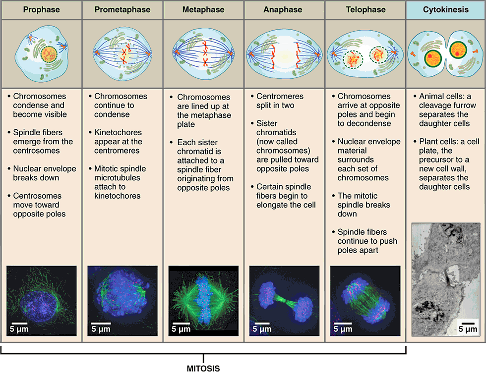 <p>mitosis: identical nuclear division, occurs in all body cells for repair and replacement</p><ol><li><p><strong>prophase</strong>: nuclear membrane breaks down, double-stranded chromosomes condense + become visible, and spindle fibers form</p></li><li><p><strong>metaphase (middle)</strong>: spindle fibers pull on chromosome and the double-stranded chromosomes line up in the middle of the cell (metaphase plate)</p></li><li><p><strong>anaphase (apart)</strong>: chromatides get pulled apart and single-stranded chromosomes migrate to opposite ends = separated into daughter chromosomes</p></li><li><p><strong>telophase (reverse of prophase)</strong>: nuclear membrane forms, single-stranded chromosomes decondense/disappear, and spindle fibers break down</p></li></ol><p></p>
