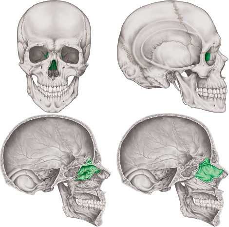 <p>What bone is this?</p><p></p>
