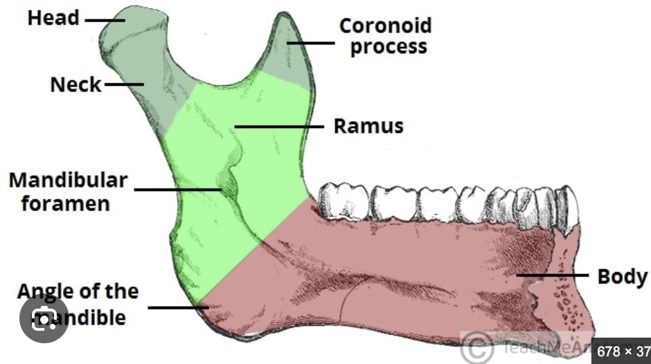 <p>what is the body of the mandible?</p>