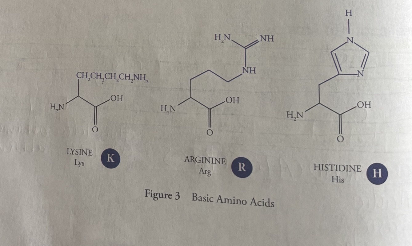 <p><u>Basic Amino Acids</u></p><ol><li><p>Lysine (Lys, K)</p></li><li><p>Arginine (Arg, R)</p></li><li><p>Histidine (His, H)</p></li></ol><p>The <strong>pka </strong>values for the basic amino acids are 10 for Lys, 12 for Arg, and 6.5 for His.</p><p>Therefore, both Lysine and Arginine are protonated at phsiological pH (pH=7.4).</p><p>Look at the figure. Notice the basic amino acids have <strong>nitrogen</strong> in their side chains.</p><p><strong>Basic amino acids have a high</strong> <strong>pKa</strong> <strong>because their side chains contain nitrogen atoms (like amines or guanidino groups) that act as strong proton acceptors</strong>. <strong>When they accept a proton, the resulting protonated form is</strong> <strong>remarkably stable</strong>, meaning they hold onto protons tightly and require a very high pH (low proton concentration) to give them up.</p><p>Strong affinity for protons: The unshared electron pair on the nitrogen of groups like the aliphatic amine in lysine or the guanidine in arginine readily attacks and binds free H+ ions.</p><p>Resonance stabilization (Arginine): Arginine’s side chain (guanidino group) can delocalize its positive charge across three equivalent nitrogen atoms once protonated. pKa of Arginine is 12.5.  </p><p>Inductive and electrostatic effects (Lysine): Lysine features a primary alkyl amino group with an alkane chain that helps stabilize the localized positive charge on the ammonium ion, resulting in a high pKa (~10.5)</p><p><strong>Histidine </strong>is unique in having a side chain with a pKa close to physiological pH. Therefore, at physiologial pH (7.4), Histidine may be either protonated or deprotonated (meaning histidine can act as both an acid and base). This means histidine is a readily available proton donor and acceptor. “His goes both ways”.</p><p>[By the way hist<em>amine</em> is a small molecule that has to do with allergic responses, itching, inflammation, and other processes. You have heard of antihistamine drugs, for example). Do not confuse <em>histidine</em> with the amino acid <em>histidine</em>.]</p>