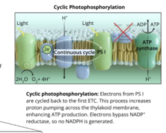 <p>Electrons from PSI are cycled back to first ETC. This process increases proton pumping across thylakoid membrane enhancing ATP production and bypassing NADP+ reductase. NO NADPH MADE, water not needed. ONLY PHOTOSYSTEM I IS USED, PSII SKIPPED</p>