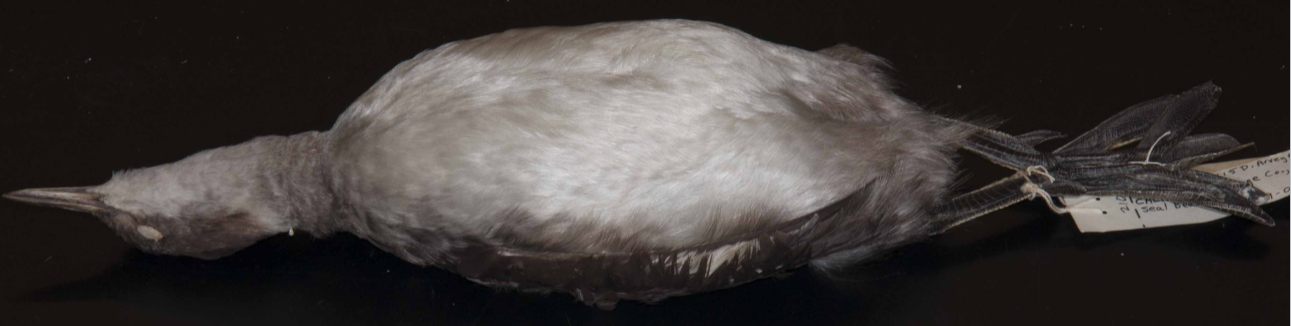 <p>Pied-billed Grebe</p>
