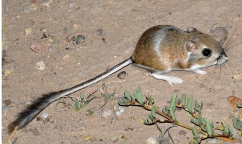 <p><span style="color: blue;">What Family: does the Kangaroo rats, &amp; pocket mice belong to?</span></p>