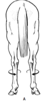 <p>external rotation of hind limbs</p><p>- very common and not associated with lameness</p>