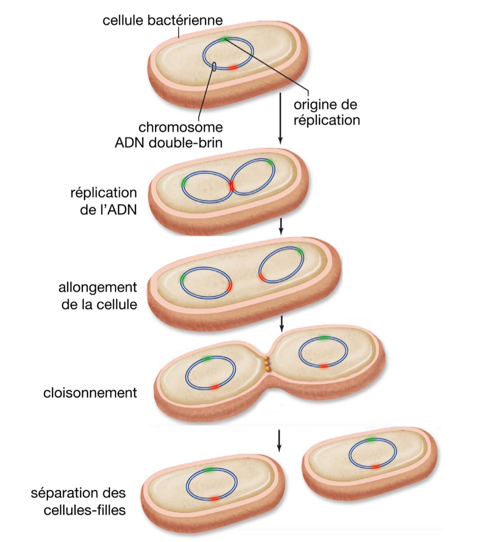 <ul><li><p>Chez la plupart des bactéries le matériel génétique se présente sous la forme d’<span style="color: green;"><strong>une seule molécule d’ADN circulaire</strong></span></p></li><li><p>Cet ADN est <strong>répliqué</strong>, et les <u>deux molécules</u> produites sont <strong>réparties</strong> de part et d’autre de la cellule</p></li><li><p>Après une<strong> phase d’allongement</strong> de la cellule, celle-ci subit un <strong>cloisonnement</strong> dans la partie centrale</p></li><li><p>Le cloisonnement aboutit finalement à la <strong>scission</strong> en deux cellules-filles</p></li></ul><p></p>