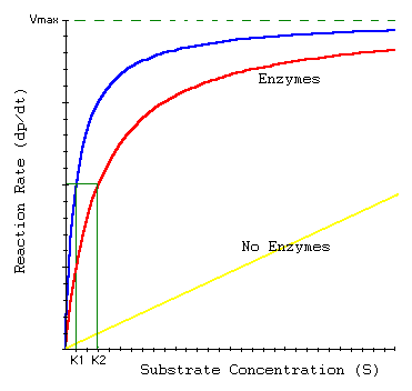 <p> lots of free enzymes with no substrate, adding substrate increasing the reaction rate </p>