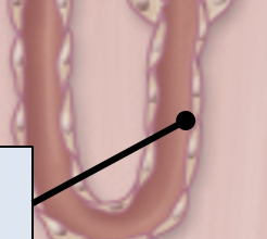 <p><span>Thin ascending segment</span></p>