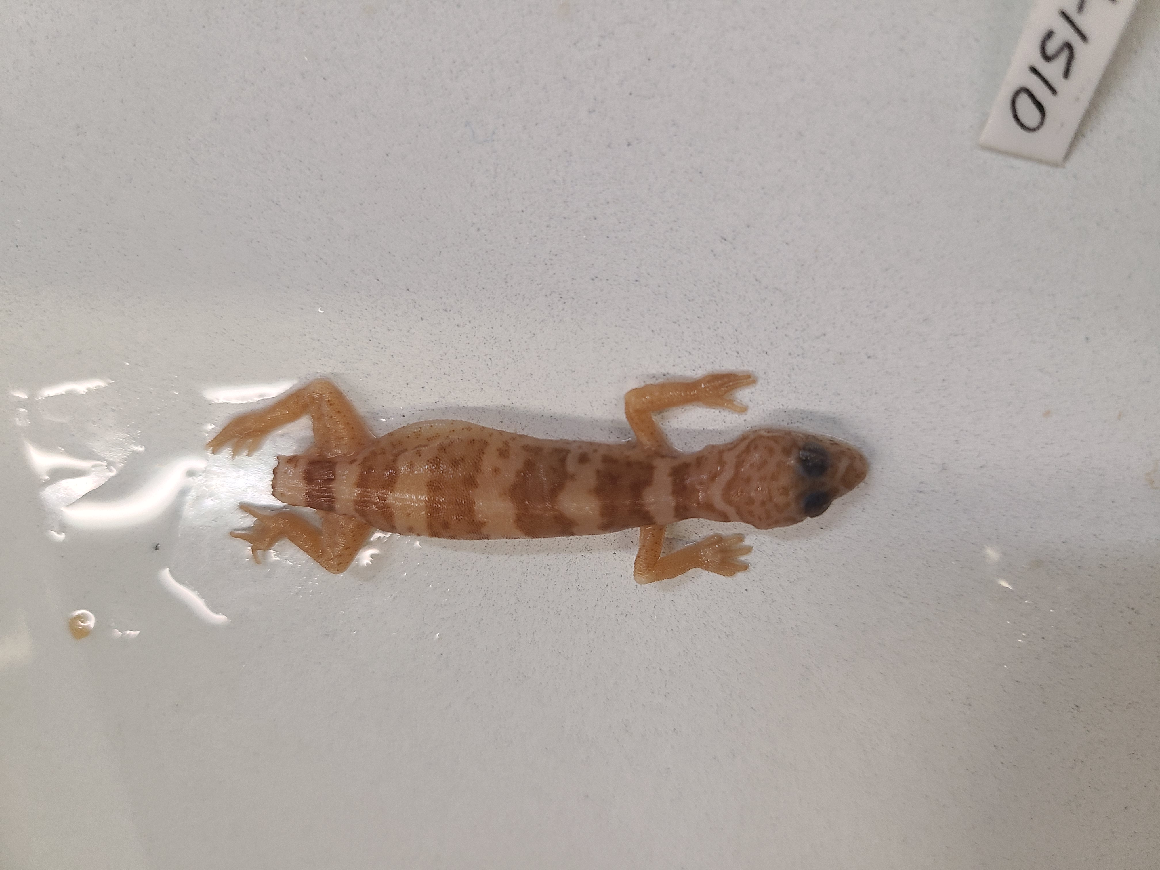 <p>Scientific name and distinguishing feature</p>