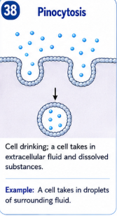 Cell drinking. A cell takes in extracellular fluid and dissolved substances. Example: A cell takes in droplets of surrounding fluid.