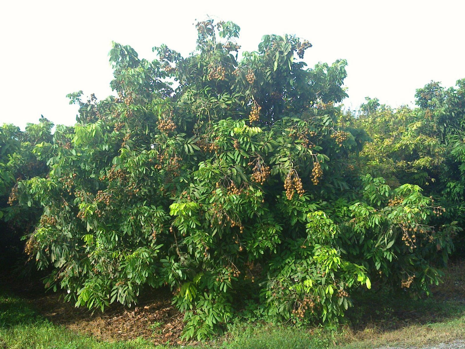 term image