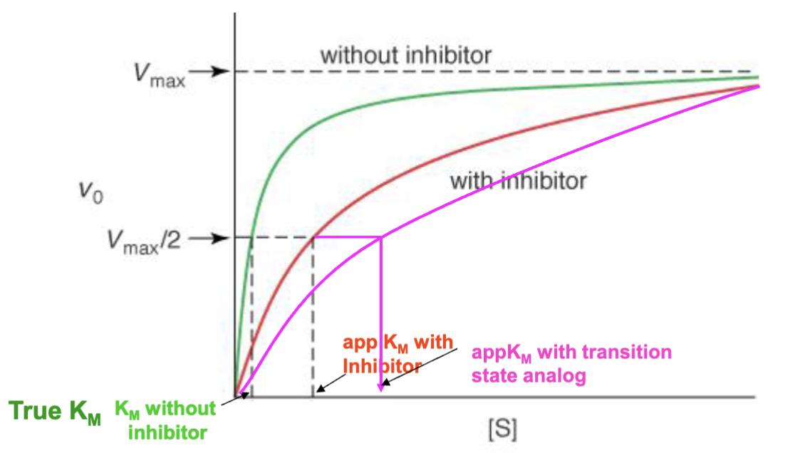 <p>Increase (decrease affinity). Inhibitors bind to enzyme to take up spots that substrate could take up, forcing more substrate to be needed to reach full enzyme activity level. True K<sub>m</sub> is the K<sub>m</sub> without outside influence (only considering substrate and enzyme), and so since competitive inhibitors are an outside influence, they only decrease apparent Km.</p>