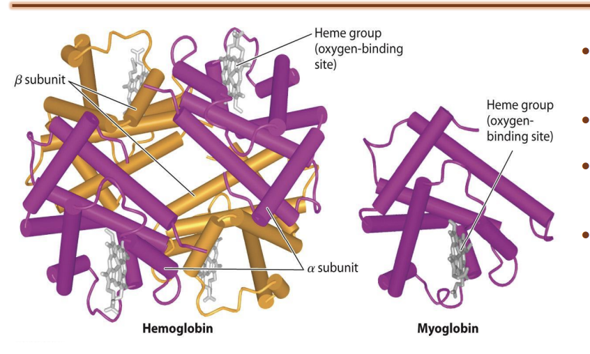 <ul><li><p>hemoglobin evolved as a specialized ironcontaining, or heme, molecule for O2 transport</p></li><li><p>the cells and the blood their red appearance</p></li><li><p>Has two subunits</p><ul><li><p><span style="background-color: inherit; line-height: 19.55px; color: windowtext;">A subunit</span><span style="line-height: 19.55px; color: windowtext;">: made of proteins</span></p></li><li><p class="Paragraph SCXO36820253 BCX0" style="text-align: left;"><span style="background-color: inherit; line-height: 19.55px; color: windowtext;">B subunit</span><span style="line-height: 19.55px; color: windowtext;">: main oxygen-carrying protein in adult human red blood cells</span></p></li><li><p class="Paragraph SCXO36820253 BCX0" style="text-align: left;"><span style="line-height: 19.55px; color: windowtext;">+ Heme group</span></p></li></ul></li></ul><p></p>
