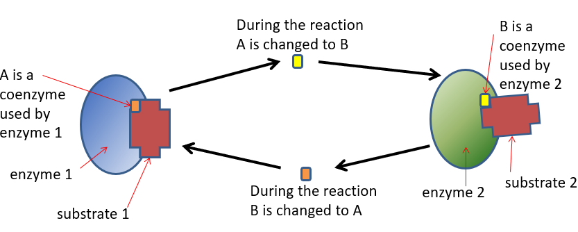 <p>They are organic molecules often vitamin molecule, they bind temporarily to active site before or the same time substrate binds, and reduce activation energy by transferring chemical groups. They are chemically changed and need to be recycled to original state.</p>