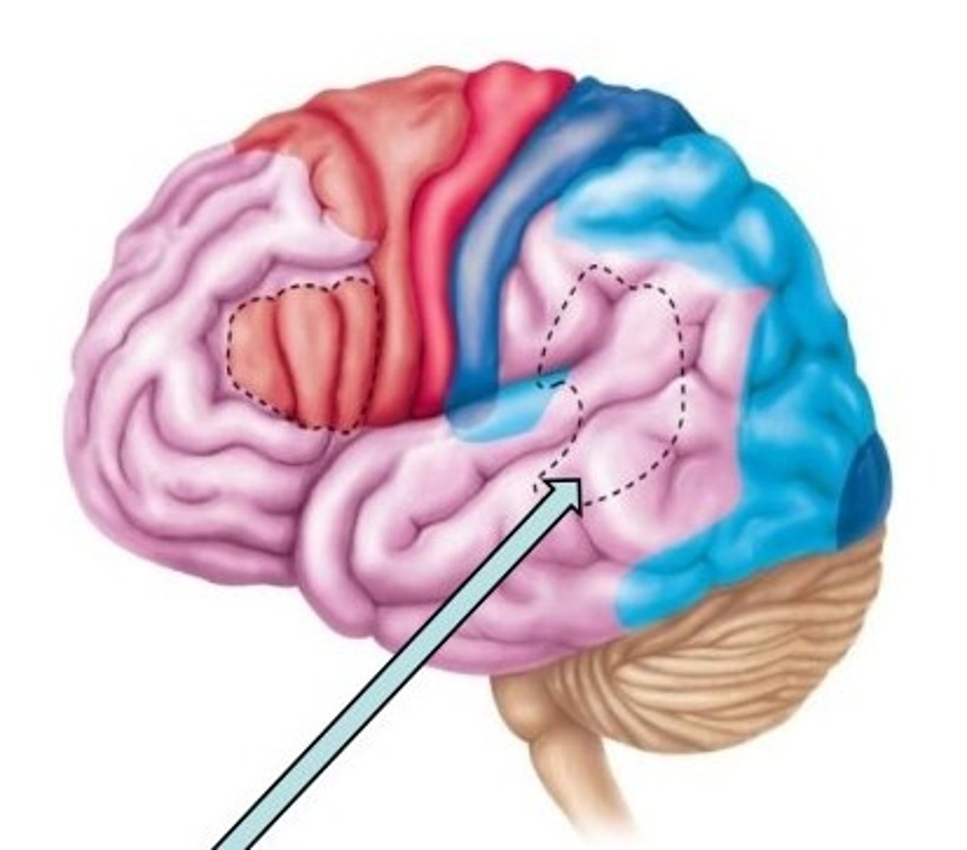 <p>Located in left temporal and parietal lobes; recognizes spoken words, translates words into thoughts, and possibly helps us sound out strange or new words. (Selected Association area)</p>