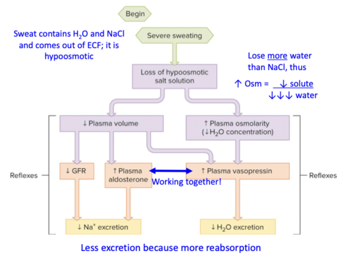 <p>Sweat contains H2O and NaCl and loses hypoosmotic salt solution</p><ul><li><p>Lowers plasma volume → lowers Na+ excretion</p></li><li><p>Increases plasma osmolarity → increases ADH → less H2O excretion</p></li></ul><p></p>