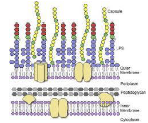 <ul><li><p><span style="color: rgb(255, 255, 255);">Found on the Outer membrane of Gram-Negative Bacteria<br>• E. coli, Salmonella, Shigella<br>• Made of lipid and sugars bound together</span></p></li><li><p><span style="color: rgb(255, 255, 255);">Nonspecifically activates B cells<br>• Binds to the Toll-Like Receptors (TLRs)</span></p></li><li><p><span style="color: rgb(255, 255, 255);">Only activates IgM B cells<br>• Results in IgM secretion<br>• Very little effect on IgG</span></p></li></ul><p></p>