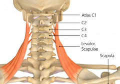 <p>Superior angle of scapula</p>