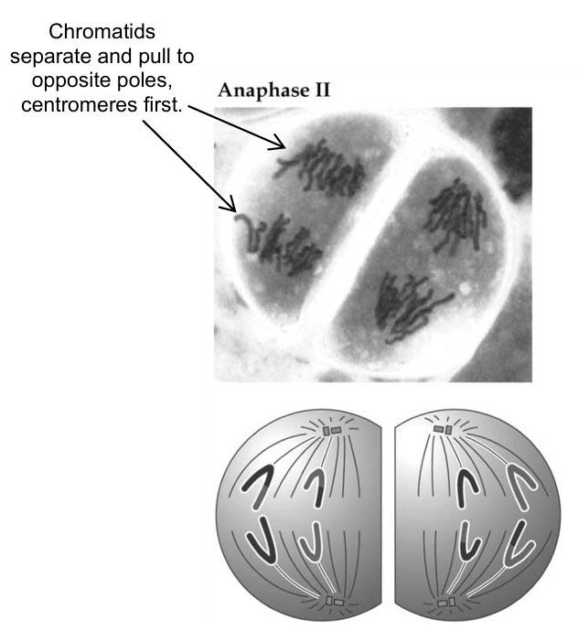 <ol><li><p>the centromere of each chromosome divides, causing the chromatids of each chromosome to separate</p></li><li><p>the chromatids move to opposite poles of the cell, centromeres first</p></li><li><p>this is due to the shortening of the spindle fibres</p></li></ol><p></p>