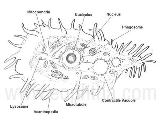 <p>Acanthopodia </p>