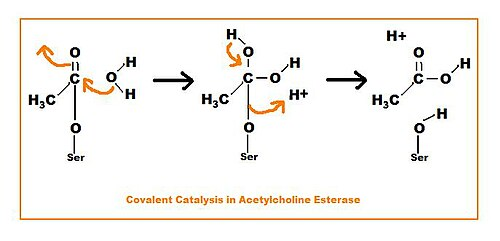 <p>an amino acid side-chain of the enzyme forms a covalent bond with the substrate</p>