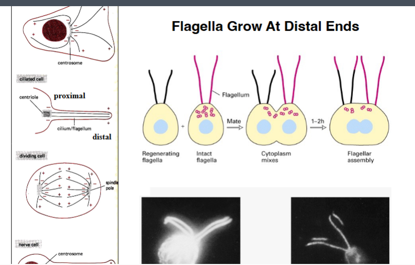 <p><span style="background-color: transparent;"><strong>Flagella Grow at Their Tips (Distal Ends)</strong></span></p>