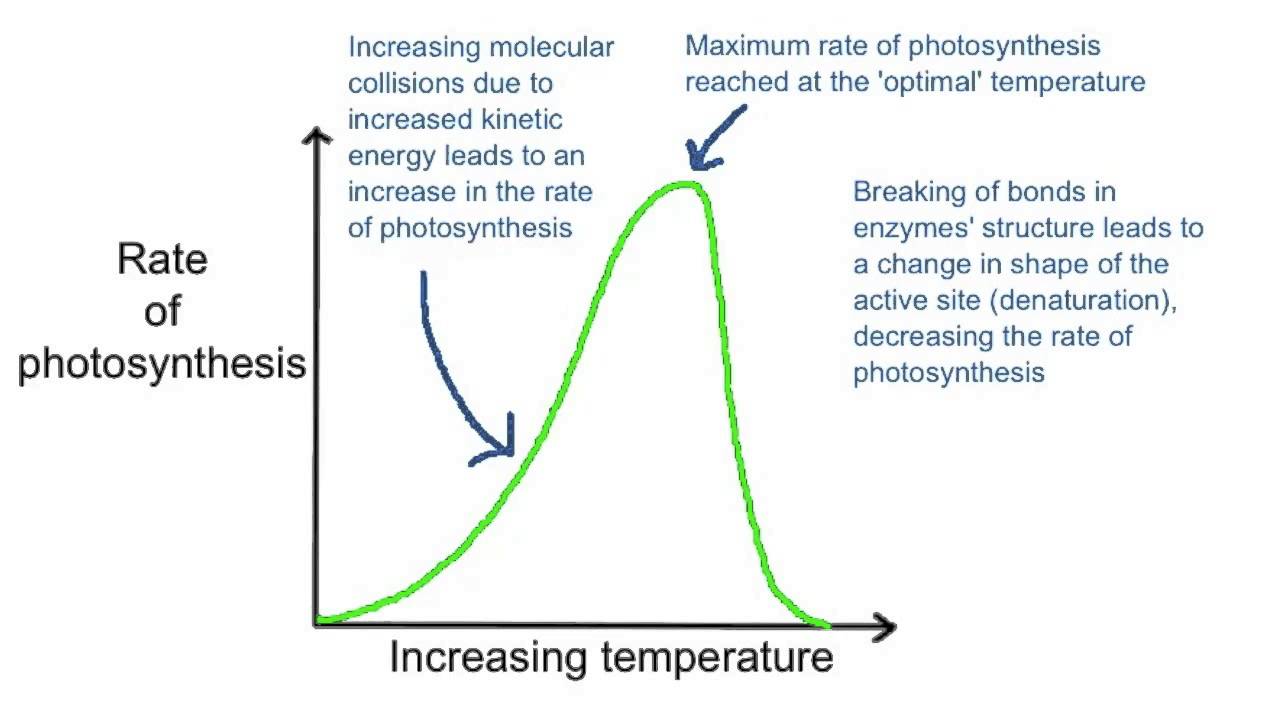 <p>As the temperature increases, processes become faster and faster, until a certain point where it hits a peak and then falls. This is because photosynthesis is catalyzed by enzymes. After a certain temperature, the enzymes begin to denature. </p>