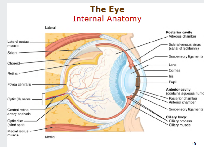 <p>Seperated into</p><p>Posterior Cavity</p><ul><li><p>Vitreous CHamber</p></li><li><p>Lens</p></li><li><p>Cornea</p></li><li><p>Iris</p></li><li><p>Pupil</p></li></ul><p>Anterior Cavity</p><ul><li><p>Posterior and Anterior Chambers</p></li><li><p>Aqueous humor</p></li></ul><p>Cilliary body - Vascular Tunic</p><ul><li><p>Cilliary process</p></li><li><p>Cilliary muscle -alter shape of lens</p></li></ul><p>Back</p><ul><li><p>Sclera - protection</p></li><li><p>Cornea - Refractive structure - fibrous tunic</p></li><li><p>Retina</p></li><li><p>Fovea Centralis</p></li><li><p>Optic II nerve</p></li><li><p>Optic disc</p></li></ul><p></p>