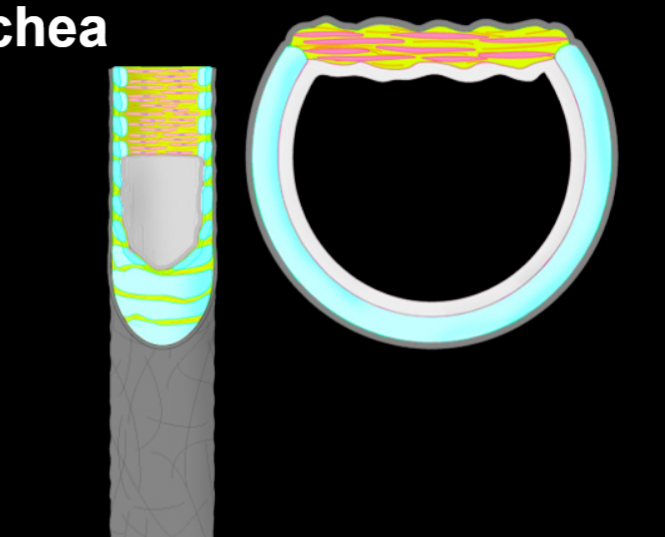 <p>What is this, and its structure?</p>