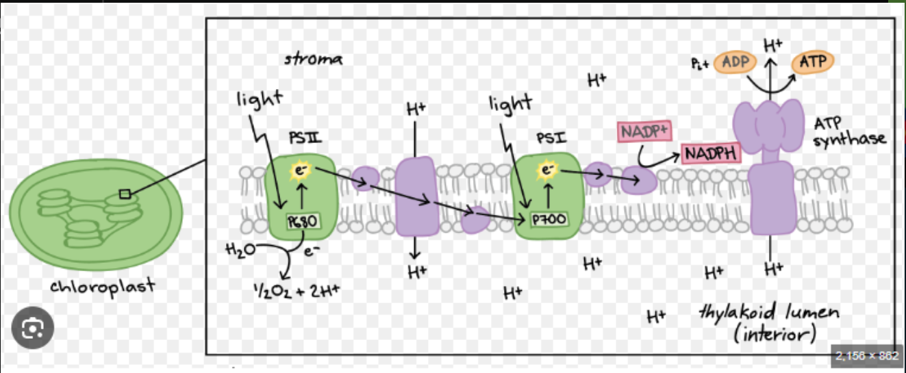 <ol><li><p><strong>Absorption of Light</strong>: Chlorophyll and other pigments in the photosystem II absorb light energy, which excites electrons to a higher energy level.</p></li><li><p><strong>Splitting of Water</strong>: This excited state triggers the splitting of water molecules into oxygen, protons (H⁺), and electrons. Oxygen is released as a byproduct.</p></li><li><p><strong>Electron Transport Chain (ETC)</strong>: The excited electrons travel through the ETC, losing energy as they go, which is used to pump protons across the thylakoid membrane, creating a proton gradient.</p></li><li><p><strong>ATP Synthesis</strong>: As protons flow back across the membrane through ATP synthase (due to the gradient), ATP is generated from ADP and inorganic phosphate.</p></li><li><p><strong>Formation of NADPH</strong>: Electrons reach photosystem I, get re-energized by light, and are then transferred to NADP⁺ to form NADPH.</p></li></ol><p></p>