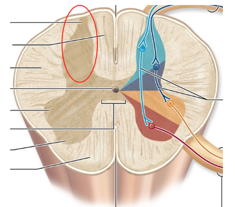 <p>consist of interneurons</p>