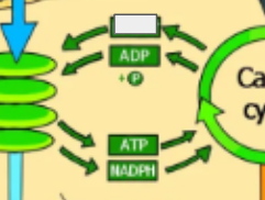 <p>photosynthesis cycle: name the step</p>