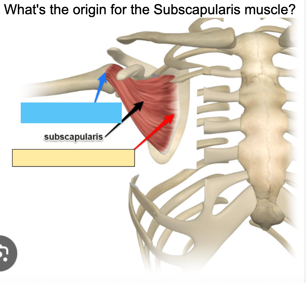 <p>What’s the origin for the subscapularis muscle?</p>