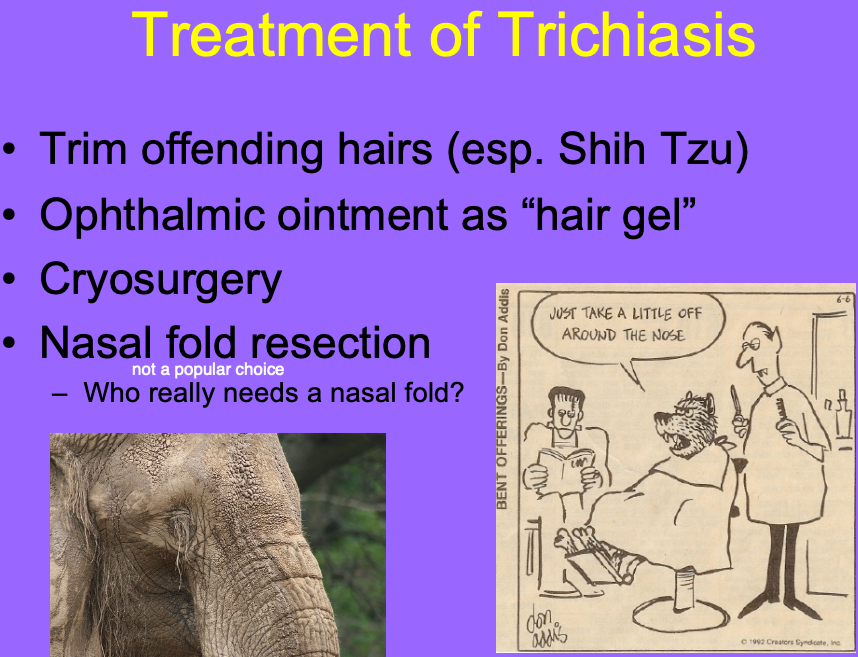 <p>Trim offending hairs.</p><p>Opthalmic ointment (as hair gel).</p><p>Cryosurgery.</p><p>Nasal fold resection.</p>