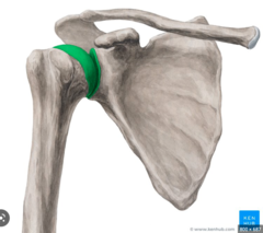 <p>The humeral head articulate with the glenoid cavity of the scapula</p>