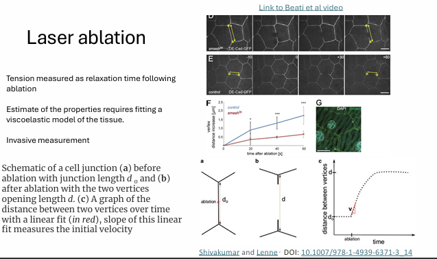 <ul><li><p>tension measured as relaxation time following ablation</p></li><li><p>estimate of the properties requires fitting a viscoelastic model of the tissue</p></li><li><p>invasive measurement </p></li></ul><p></p>
