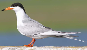 <p>Species, family, order?</p>