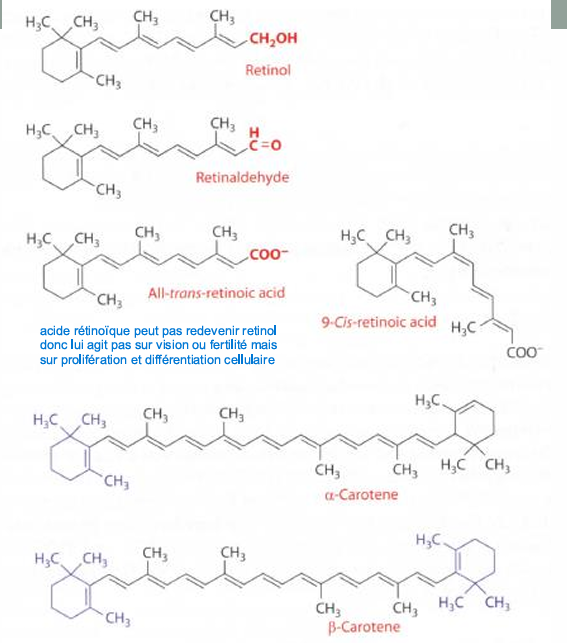 <p>• la vision, • la croissance et le développement, </p><p>• l’intégrité des cellules épithéliales,</p><p> • l’immunité, • la différenciation cellulaire • la reproduction</p>