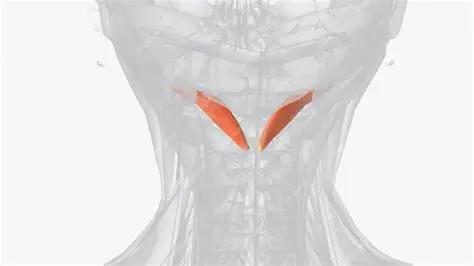 <p>Name the muscle!</p>
