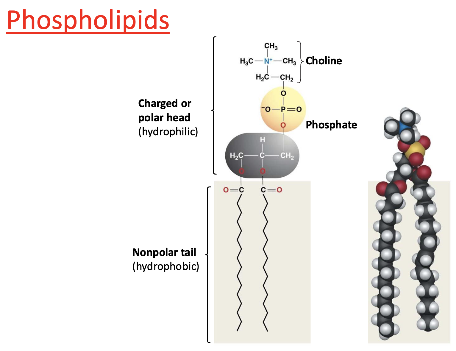 <p>Glycerol + 2 fatty acids + phosphate group</p>