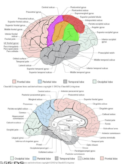 <p>Primary components </p><ul><li><p><mark data-color="purple" style="background-color: purple; color: inherit;">primary somatosensory cortex</mark> (postcentral gyrus)</p></li><li><p><mark data-color="red" style="background-color: red; color: inherit;">superior parietal lobe</mark></p></li><li><p>inferior parietal lobe (<mark data-color="yellow" style="background-color: yellow; color: inherit;">supramarginal gyrus,</mark> <mark data-color="green" style="background-color: green; color: inherit;">angular gyrus)</mark></p></li></ul><p>Superior and inferior parietal lobules are separated by a intraparietal sulcus</p>