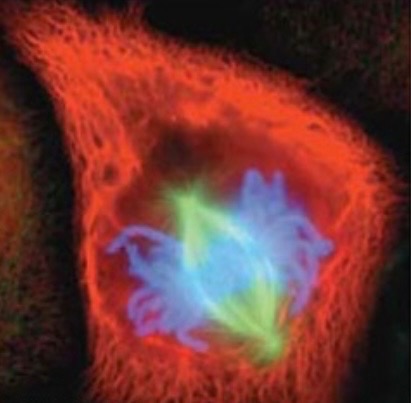 <p>what phase is this?</p>