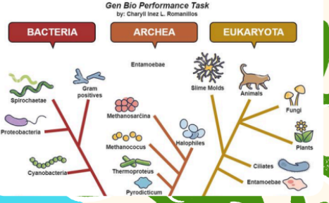 <ul><li><p>Zoologists study how different animal groups are related.</p></li><li><p>Evolutionary relationships are represented using <strong>tree diagrams</strong>.</p></li></ul><p></p>