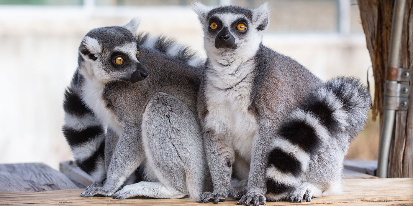 <p>Lemur Kata</p>