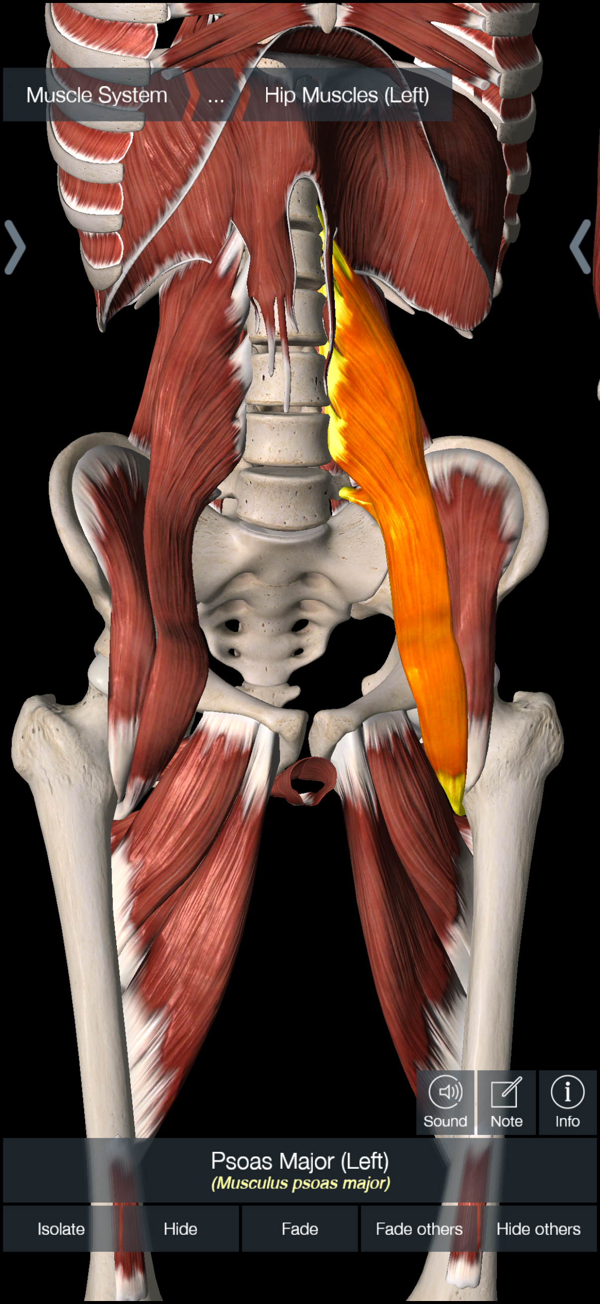 knowt flashcard image