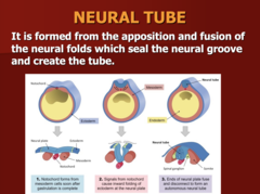 <p>- Neural folds</p><p>- Neural groove</p>
