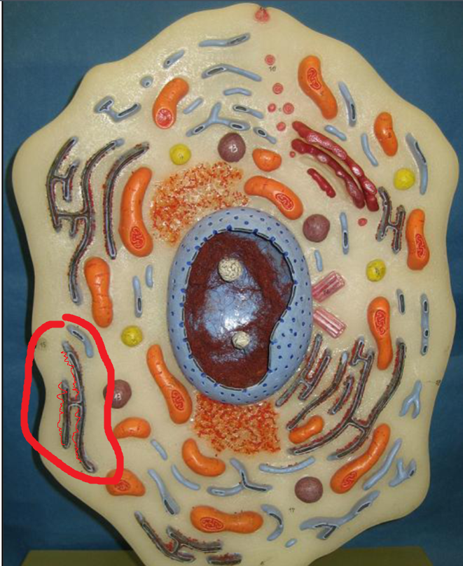<p>Rough Endoplasmic Reticulum</p>