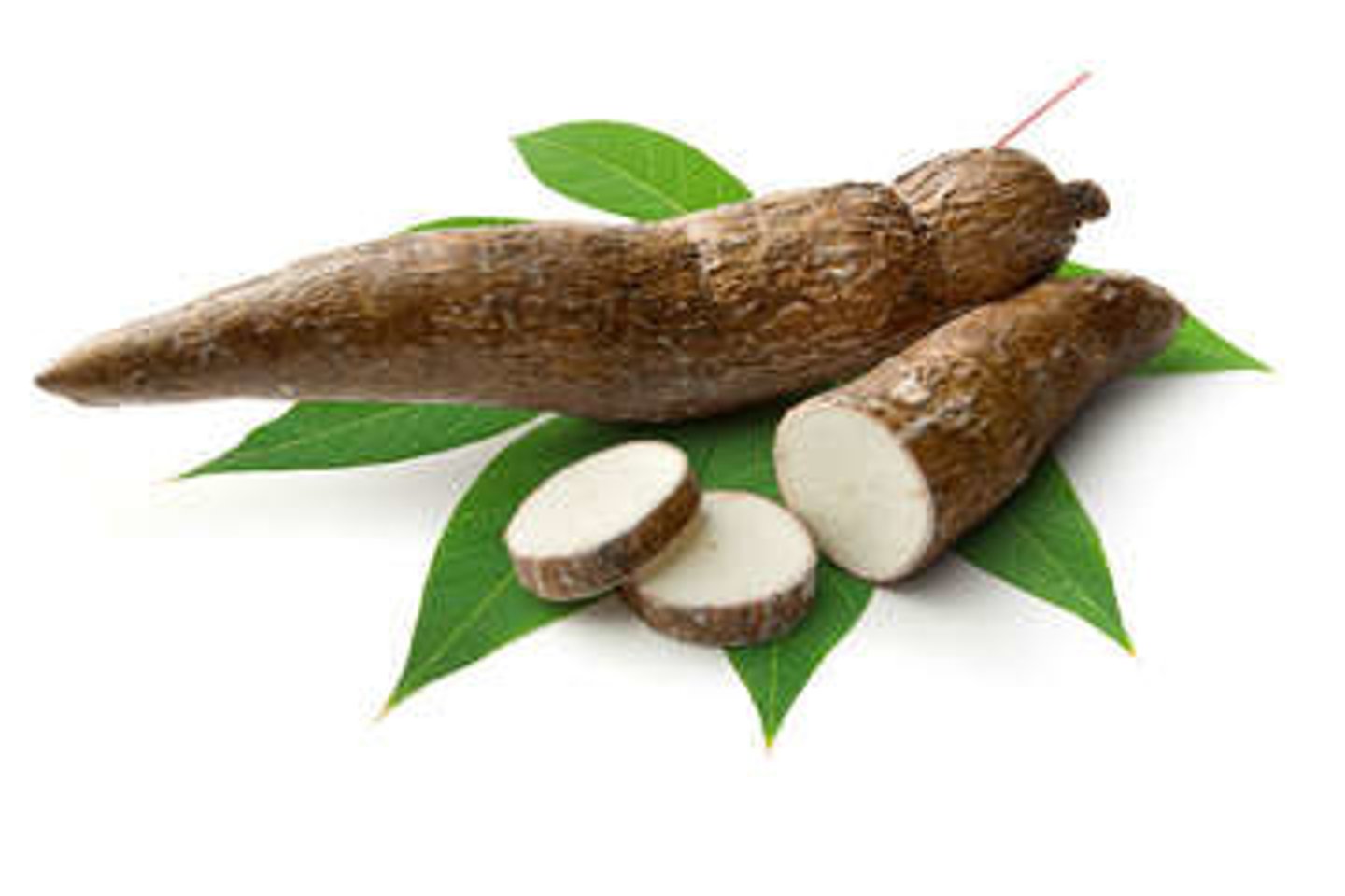 <p>Manihot esculenta (Cassava), Ricinus communis (castor bean)</p><p>Cassava is classified as a tuberous root.</p>