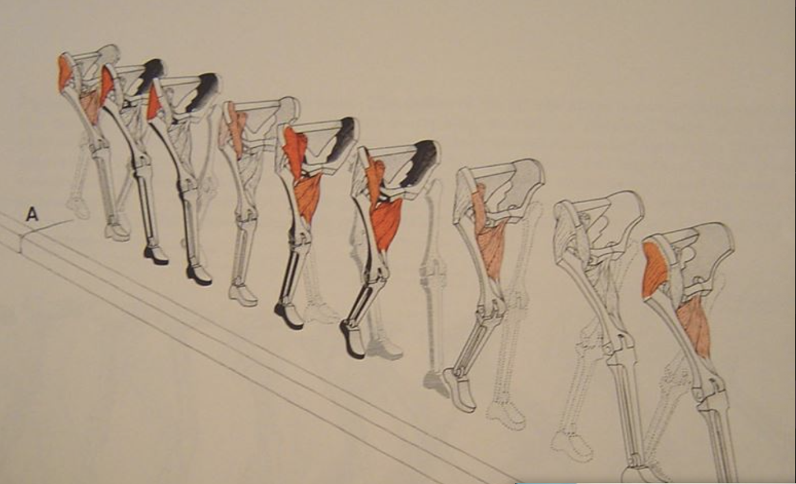 <p><span>What muscle groups are concentrically activated at the hip during the swing phase? Use picture below to identify. Mark all that apply.</span></p>